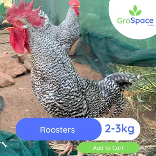 Roosters for sale