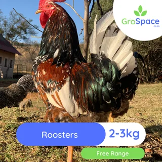 Roosters for sale