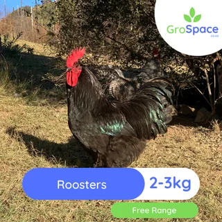 Roosters for sale