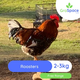 Roosters for sale