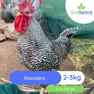 Roosters for sale