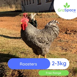 Roosters for sale