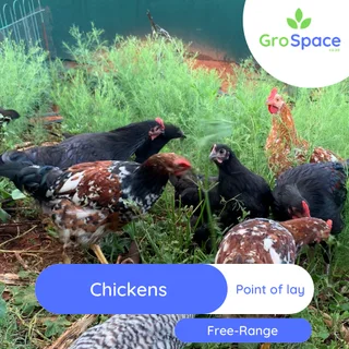 Free range backyard chickens