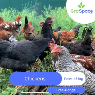 Free range backyard chickens