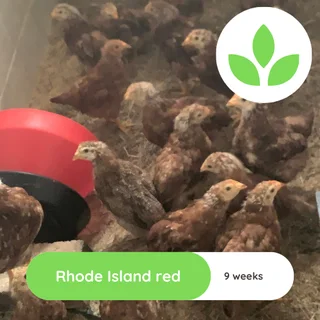 Rhode Islane Red Chicks
