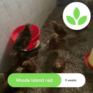Rhode Islane Red Chicks