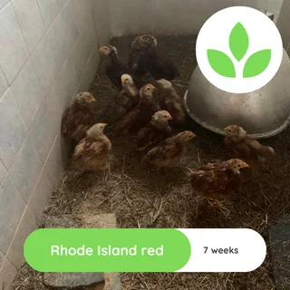 Rhode Islane Red Chicks