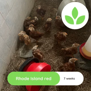 Rhode Islane Red Chicks