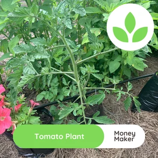 Tomato plant - Money maker for sale