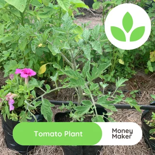 Tomato plant - Money maker for sale