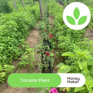 Tomato plant - Money maker for sale