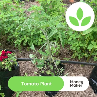 Tomato plant - Money maker for sale