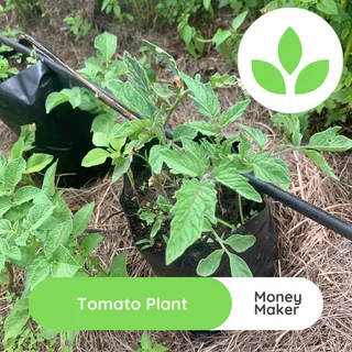 Tomato plant - Money maker for sale