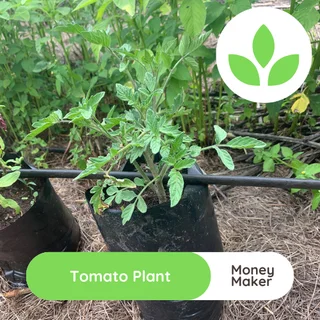 Tomato plant - Money maker for sale