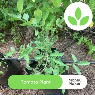 Tomato plant - Money maker for sale