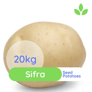 Seed Potatoes  - Mondial and Sifra