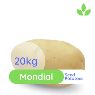 Seed Potatoes  - Mondial and Sifra