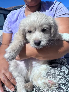 Mix Maltese puppies for sale