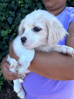 Mix Maltese puppies for sale