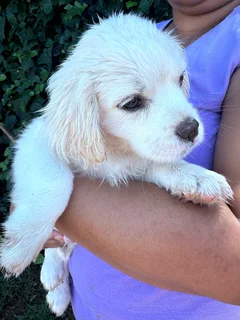 Mix Maltese puppies for sale