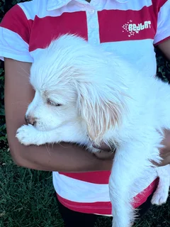 Mix Maltese puppies for sale