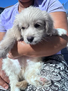 Maltese puppies for sale