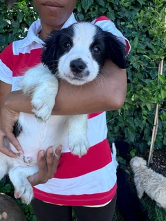 Maltese puppies for sale