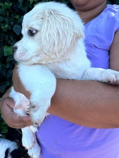 Maltese puppies for sale