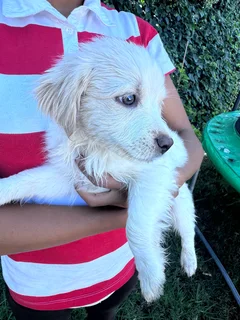 Maltese puppies for sale