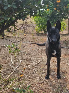 Dutch shepherd puppies