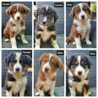 Australian shepherd puppies