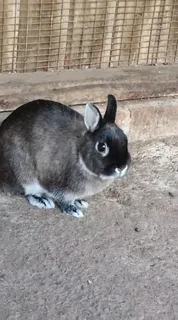 Purebred Netherland dwarf rabbits