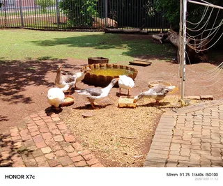 Full Flock of Geese for Sale
