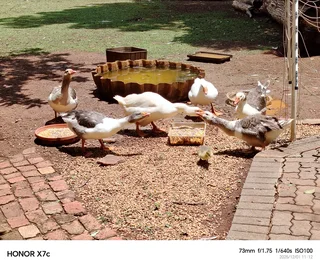 Full Flock of Geese for Sale