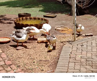 Full Flock of Geese for Sale