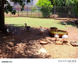 Full Flock of Geese for Sale