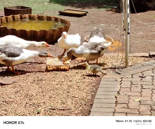 Full Flock of Geese for Sale