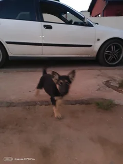 Puppies - Ad posted by Mpho Lefophana