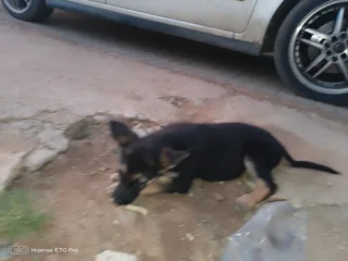 Puppies - Ad posted by Mpho Lefophana