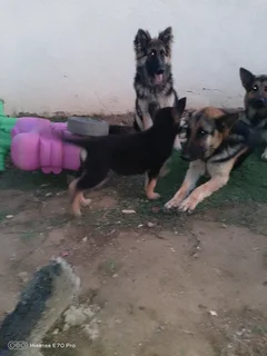 Puppies - Ad posted by Mpho Lefophana