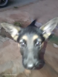 Puppies - Ad posted by Mpho Lefophana