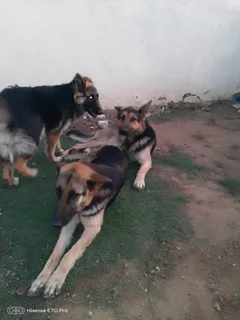 Puppies - Ad posted by Mpho Lefophana