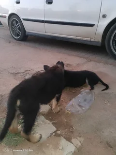 Puppies - Ad posted by Mpho Lefophana