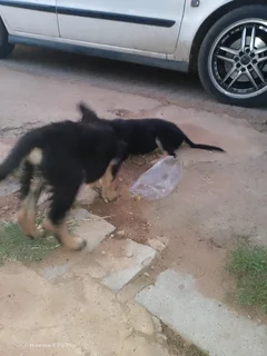 Puppies - Ad posted by Mpho Lefophana