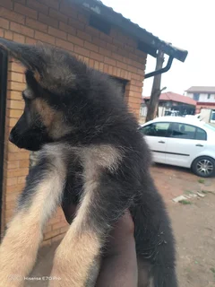 Puppies - Ad posted by Mpho Lefophana