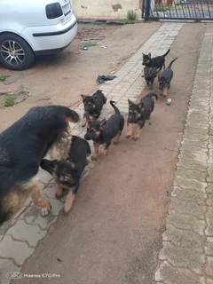 Puppies - Ad posted by Mpho Lefophana