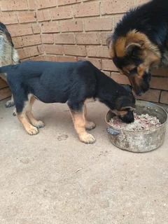 Pure breed German Shepherd puppies
