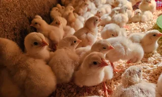 Broiler chicks for sale