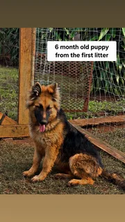Pure Bred German shepherd puppies