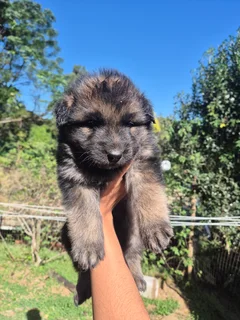 Pure Bred German shepherd puppies